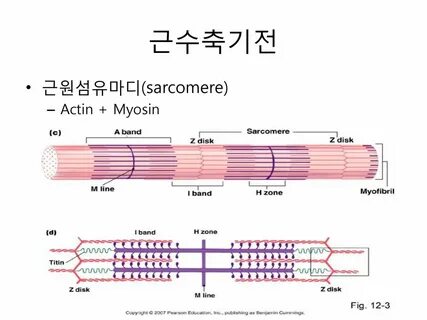 세포&신경&근육 박 주 완. - ppt download