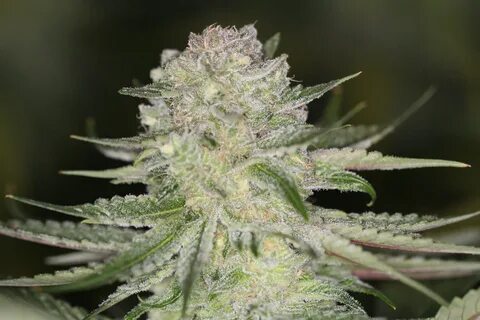 PowerNap - El Fuego Seeds