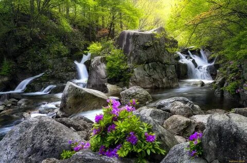 Водопад цветы (72 фото)