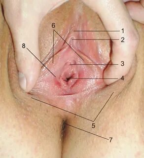File:External female genitalia.jpg - Wikimedia Commons