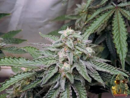 MAC 1 SOG UNDER THE HLG 650R AMAZING QUALITY! - How To Grow 