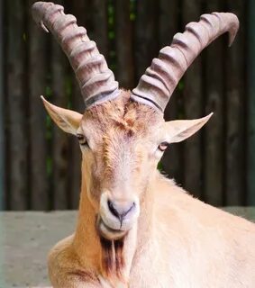 Free Images : animal, wildlife, horn, mammal, fauna, antelop