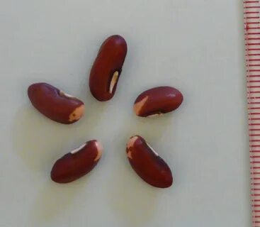 File:Yard long bean seeds.jpg - Wikipedia