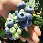 Grow GIANT blueberries this summer with the best $10 blueber
