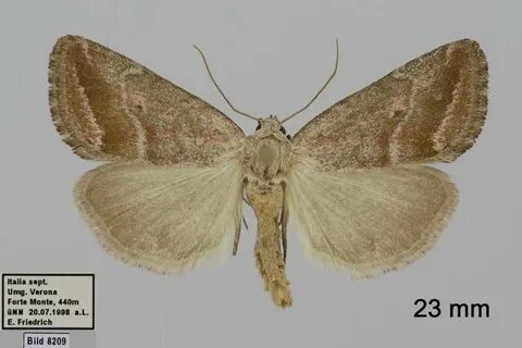 Phyllophila obliterata - LepiWiki