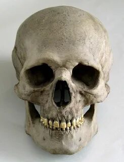 Human Skull Replica Etsy Skull reference, Skull, Skull anato