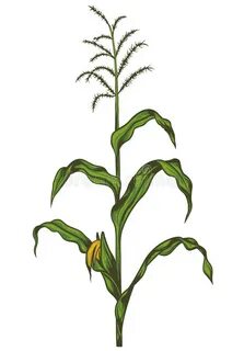 Corn Plant Stock Illustrations - 23,462 Corn Plant Stock Ill