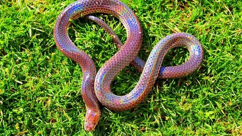 Wallpaper Sunbeam snake, Myanmar, southern China, Philippine