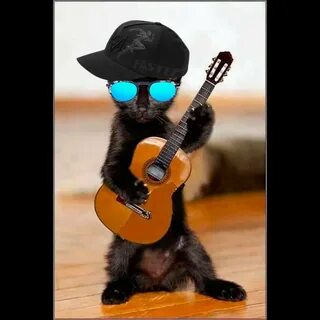 Create meme "cat rocker Murr, guitarist , cat plays guitar" 