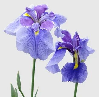 Flower Violet, iris Versicolor, Orris root, indian Sandalwoo