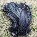 En gros 100 pcs/lot naturel noir Belle Coq plumes 30 35 cm 1