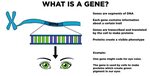 Gene - Definition & Role in Inheritance - Expii