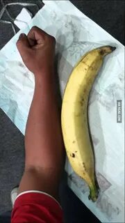 Biggest banana species. In Malay we call it "pisang tanduk".