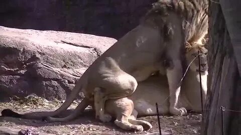 す ご い.ラ イ オ ン の 交 尾(天 王 寺 動 物 園)Mating of Lion Tennoji Zoo