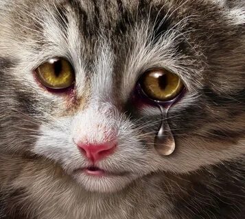 Pictures of Sad Cats. Photos, Cliparts, Images of Cats in Sa