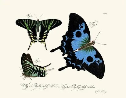 Butterflies Drawing by Splendid Art Prints Fine Art America