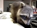 Лучшие Rabid Raccoon GIF Gfycat