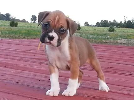 akc flashy fawn boxer puppies for sale******updated pics****