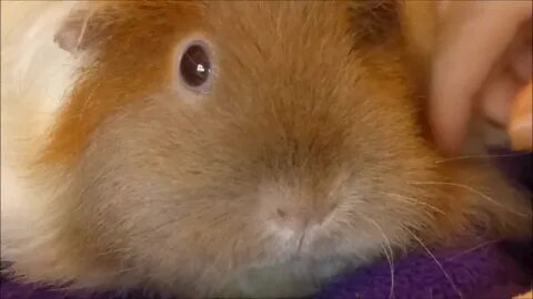 Can guinea pigs be kept outside? - Online Guinea Pig Care