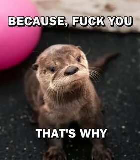 #otter memes #angry memes Animals, Otters, Otter love