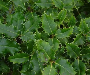 Ilex Aquifolium - Фото база