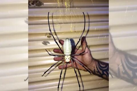 A Giant Golden Orb-Weaving Spider Spotted in Queensland Will
