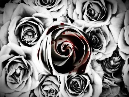 Free download bloody rose wallpaper yvt2jpgitokMEtBgOyc 1024