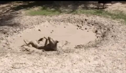 Why Do Dogs Like to Play With Mud? - CH Love Pets