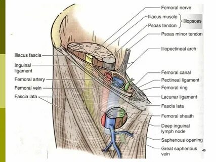 Dr. Fadel Naim Orthopedic Surgeon IUG - ppt download