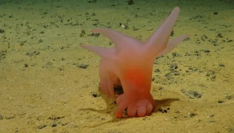Sea pigs, rattail fish, and unicumbers: Welcome to the Clarion
