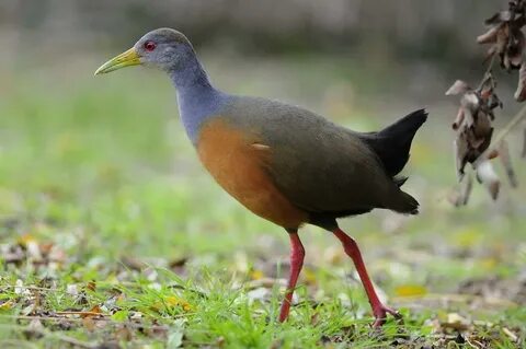 Grey-necked Wood Rail Animal Database Fandom