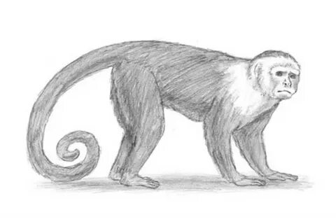 How To Draw A Realistic Monkey