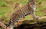 Jaguar Image - ID: 308117 - Image Abyss