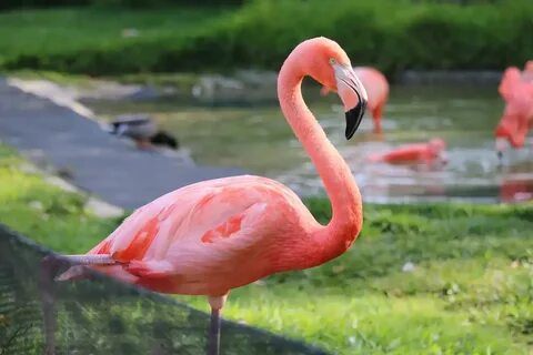 Flamingo Facts Top 10 Interesting & Fun Facts about Flamingo
