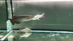 サ ク ラ マ ス Seema,Cherry salmon,Masu salmon Oncorhynchus masou