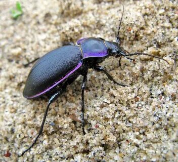 Ground Beetle - 70 photo