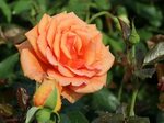 Роза сорт ашрам (76 фото)