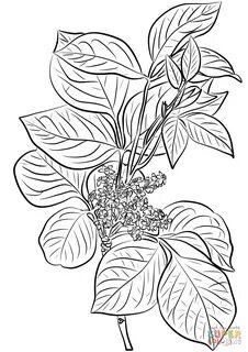 Poison Ivy Coloring Pages Kids4change757