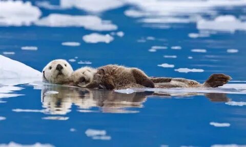 Why would anyone want to shoot a sea otter? Focusing on Wild