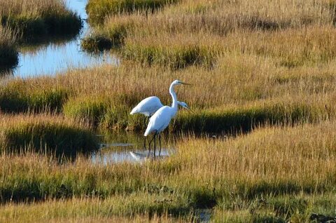 new jersey marsh birds,OFF 59%,www.tan.ae