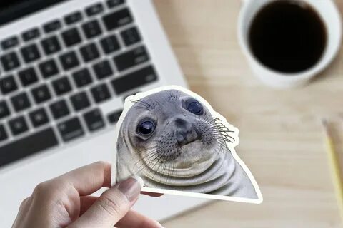 Awkward Seal Cute Car Bumper Vinyl Sticker Joke Gag College 