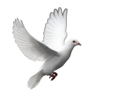 Pigeon clipart funeral dove, Pigeon funeral dove Transparent