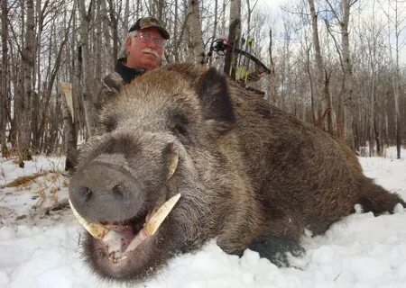 Boar Pictures . Quality Pictures on Animal Picture Society