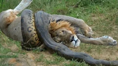 Giant Anaconda vs Felidae - Python vs Lion - Anaconda vs Cat