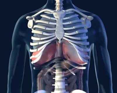 Diaphragm Spasm - Healthy Life Med