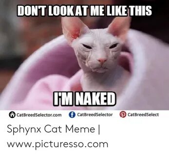 🐣 25+ Best Memes About Sphynx Cat Meme Sphynx Cat Memes