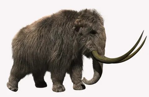 Mammoth: furred!Look At My Hair