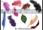 Vector Peacock Feather Brush - (65 Free Downloads)