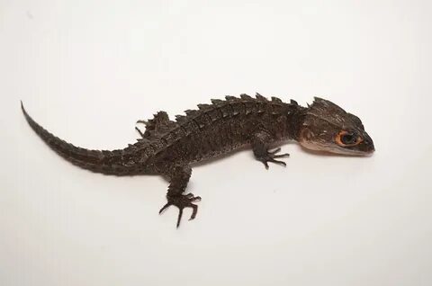 Red Eyed Crocodile Skink for sale - TikisGeckos