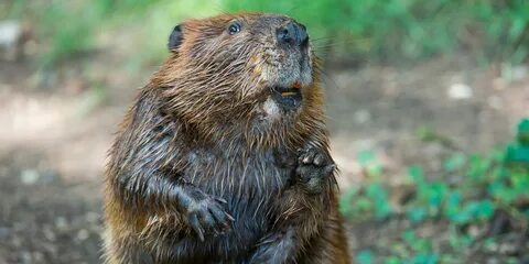 Its National Animal Is A Beaver